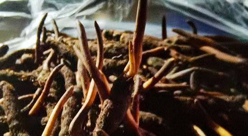 <a href=http://m.gzpim.com/xinxian/ target=_blank class=infotextkey>新<a href=http://m.gzpim.com/xinxian/ target=_blank class=infotextkey>鮮冬蟲夏草</a></a>排骨湯