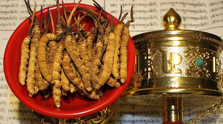 珍峰家的冬蟲(chóng)夏草是真的嗎