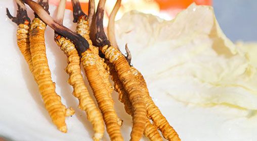 <a href=http://m.gzpim.com/xinxian/ target=_blank class=infotextkey>新<a href=http://m.gzpim.com/xinxian/ target=_blank class=infotextkey>鮮冬蟲夏草</a></a>煮飯:滋養(yǎng)身心的雪域珍饈