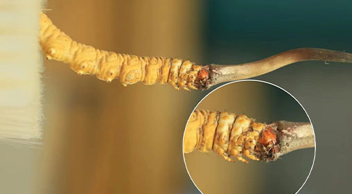冬蟲夏草新鮮好嗎？解密新鮮蟲草的獨(dú)特價(jià)值