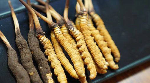 魚翅與<a href=http://m.gzpim.com/xinxian/ target=_blank class=infotextkey>新<a href=http://m.gzpim.com/xinxian/ target=_blank class=infotextkey>鮮冬蟲夏草</a></a>