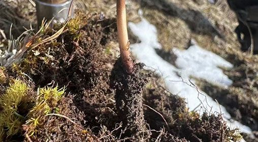 <a href=http://m.gzpim.com/xinxian/ target=_blank class=infotextkey>新<a href=http://m.gzpim.com/xinxian/ target=_blank class=infotextkey>鮮冬蟲(chóng)夏草</a></a>存放