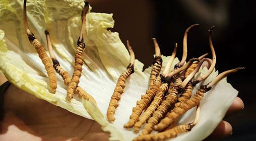 冷藏<a href=http://m.gzpim.com/xinxian/ target=_blank class=infotextkey>新<a href=http://m.gzpim.com/xinxian/ target=_blank class=infotextkey>鮮冬蟲夏草</a></a>   