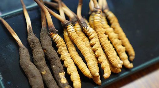 <a href=http://m.gzpim.com/xinxian/ target=_blank class=infotextkey>新<a href=http://m.gzpim.com/xinxian/ target=_blank class=infotextkey>鮮冬蟲(chóng)夏草</a></a>做菜