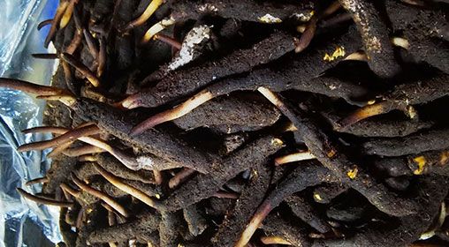 <a href=http://m.gzpim.com/xinxian/ target=_blank class=infotextkey>新<a href=http://m.gzpim.com/xinxian/ target=_blank class=infotextkey>鮮冬蟲夏草</a></a>產(chǎn)地