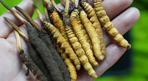 <a href=http://m.gzpim.com/xinxian/ target=_blank class=infotextkey>新<a href=http://m.gzpim.com/xinxian/ target=_blank class=infotextkey>鮮冬蟲夏草</a></a>服用