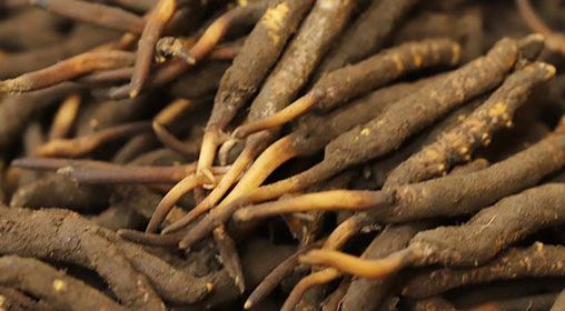 冬蟲夏草批發(fā)市場:揭秘“軟黃金”的交易江湖