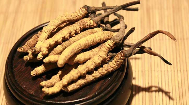 冬蟲夏草的價格一克：為何如此昂貴？