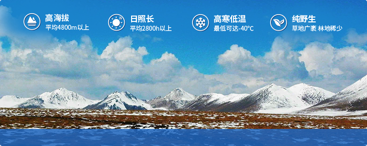 為什么說(shuō)西藏那曲的冬蟲(chóng)夏草，是品質(zhì)最好的蟲(chóng)草！