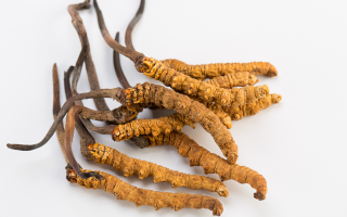 冬蟲夏草適用人群大盤點(diǎn)