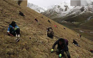 野生冬蟲夏草一斤多少錢？