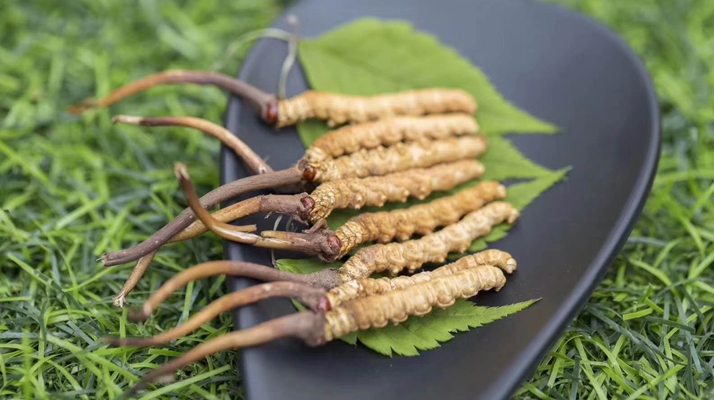 <a href=http://m.gzpim.com/xinxian/ target=_blank class=infotextkey>鮮冬蟲夏草價格</a>揭秘：一根究竟值多少錢？