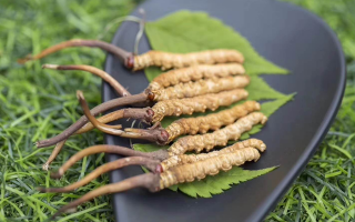 鮮冬蟲夏草價格揭秘：一根究竟值多少錢？