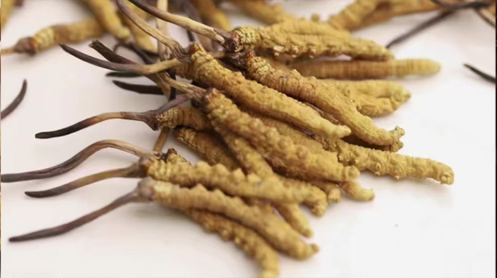 水溫決定營養(yǎng)!冬蟲夏草鮮草泡水溫度全解析?