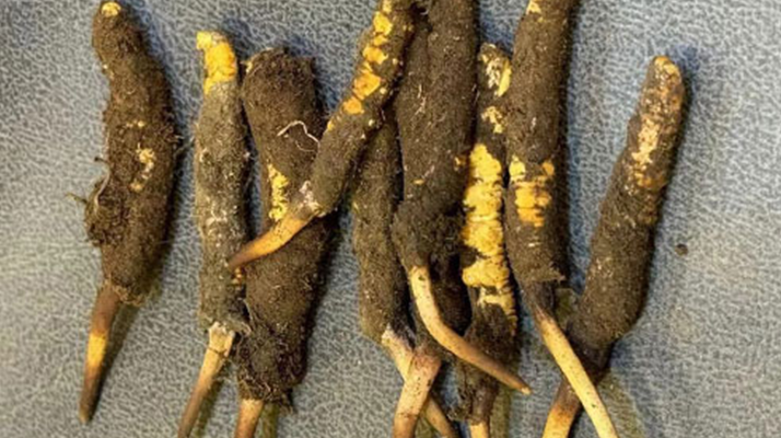 探秘那曲<a href=http://m.gzpim.com/xinxian/ target=_blank class=infotextkey>鮮冬蟲(chóng)夏草</a>的神奇功效