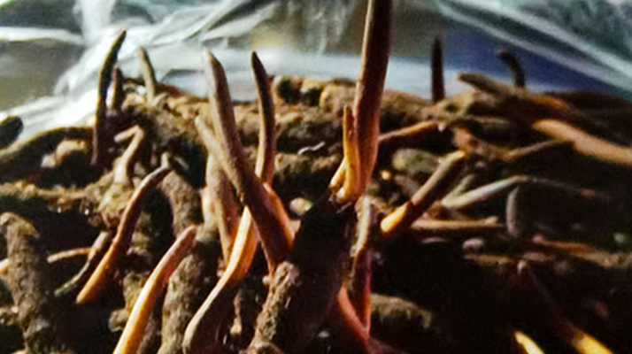 吃鮮的冬蟲夏草會(huì)上火嗎？一文說(shuō)清