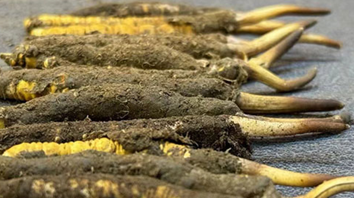 冬蟲夏草與新鮮草：一字之差，天壤之別