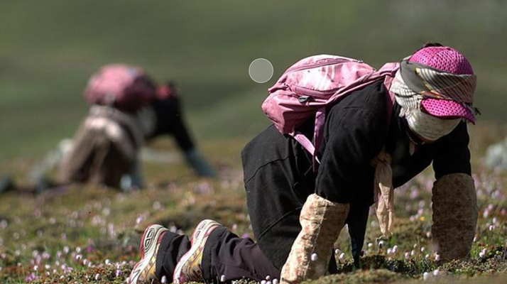 西藏<a href=http://m.gzpim.com/xinxian/ target=_blank class=infotextkey>新<a href=http://m.gzpim.com/xinxian/ target=_blank class=infotextkey>鮮冬蟲夏草</a></a>:雪域高原的神奇饋贈