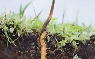 冬蟲(chóng)夏草鮮草：鮮活的生命力，至臻的養(yǎng)生之選