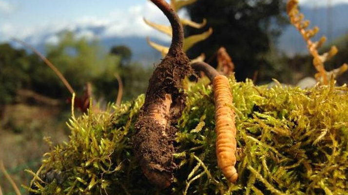 極品鮮冬蟲夏草保存指南