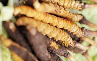 藏地新鮮冬蟲夏草批發(fā)價(jià)：探尋高價(jià)值背后的市場邏輯