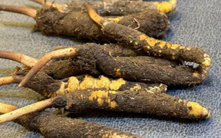 辨別新鮮冬蟲夏草：守護(hù)滋補(bǔ)真品