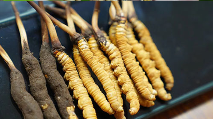 冬蟲夏草什么時(shí)候有鮮草