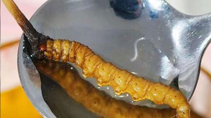 冬蟲夏草鮮草冷凍后這樣吃，營養(yǎng)不流失！