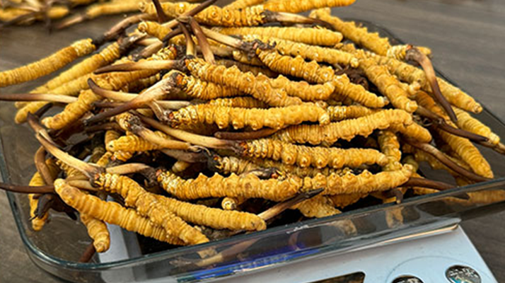 冬蟲夏草鮮草的黃金食用期，你知道嗎？