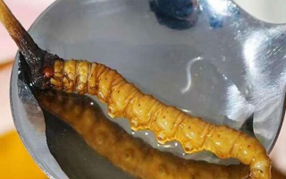 冬蟲夏草鮮草冷凍后這樣吃，營養(yǎng)不流失！