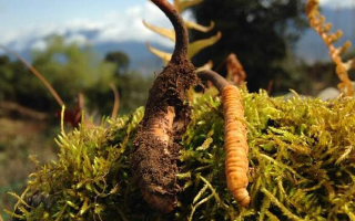 新鮮冬蟲夏草多少錢一斤？深度解析價(jià)格背后的奧秘