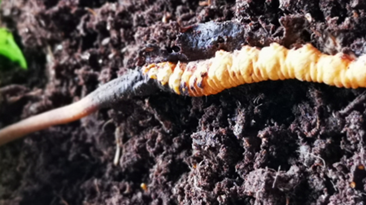 <a href=http://m.gzpim.com/xinxian/ target=_blank class=infotextkey>新<a href=http://m.gzpim.com/xinxian/ target=_blank class=infotextkey>鮮冬蟲夏草價(jià)格</a></a>解析