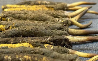 新鮮冬蟲夏草吃幾克好？科學(xué)用量指南