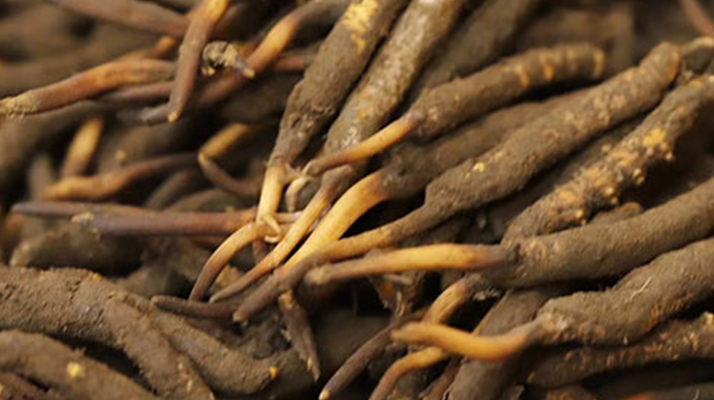 如何挑選<a href=http://m.gzpim.com/xinxian/ target=_blank class=infotextkey>新<a href=http://m.gzpim.com/xinxian/ target=_blank class=infotextkey>鮮冬蟲夏草</a></a>？掌握這幾個關鍵技巧