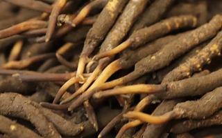 如何挑選新鮮冬蟲夏草？掌握這幾個關鍵技巧