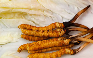 一克鮮草，千金之珍：探秘 1 克新鮮冬蟲夏草