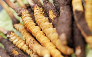 冬蟲夏草：干品與鮮品，誰更勝一籌？