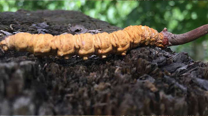 正宗野生<a href=http://m.gzpim.com/jiage/ target=_blank class=infotextkey>蟲草多少錢</a>一斤