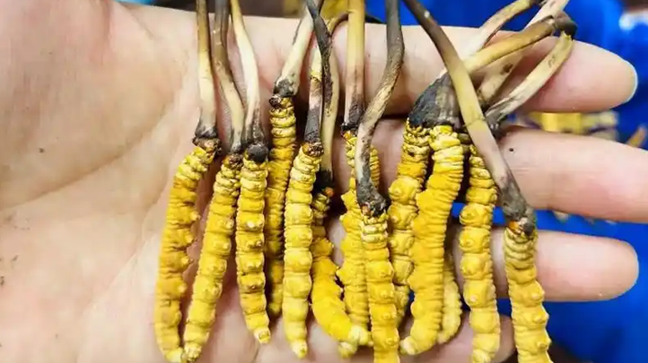 鮮冬蟲夏草出水怎么辦？實(shí)用處理指南