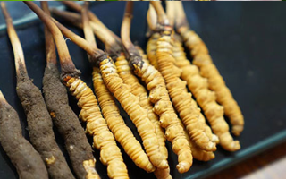 鮮冬蟲夏草的儲(chǔ)存方法