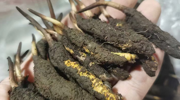 鮮冬蟲夏草急凍能放多久？科學(xué)保存全解析