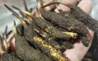 鮮冬蟲夏草急凍能放多久？科學(xué)保存全解析