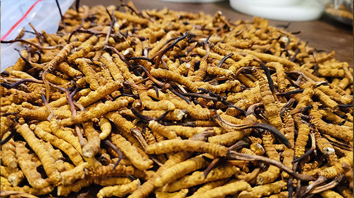 冬蟲夏草品質(zhì)價(jià)位表大全，一文掌握行情