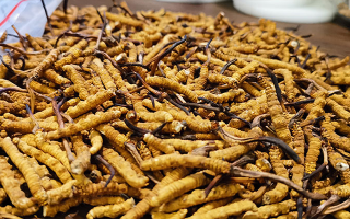 冬蟲夏草品質(zhì)價位表大全，一文掌握行情