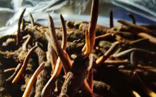 新鮮冬蟲夏草保存全攻略：鎖住營養(yǎng)，延長鮮味