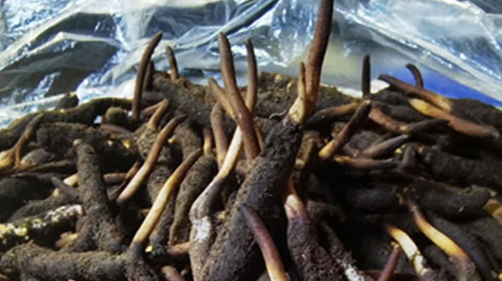 1 克<a href=http://m.gzpim.com/xinxian/ target=_blank class=infotextkey>新<a href=http://m.gzpim.com/xinxian/ target=_blank class=infotextkey>鮮冬蟲夏草</a></a>的價(jià)格揭秘