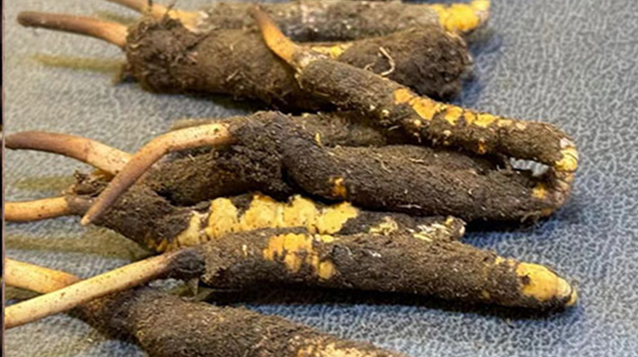 新鮮<a href=http://m.gzpim.com/jiage/ target=_blank class=infotextkey>冬蟲夏草價(jià)格</a>