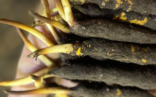 冬蟲夏草泡水喝，一次泡幾根最合適？