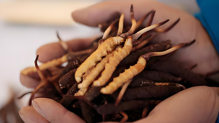 冬蟲夏草干鮮草的多樣吃法，解鎖滋補(bǔ)新方式? ? ? ?