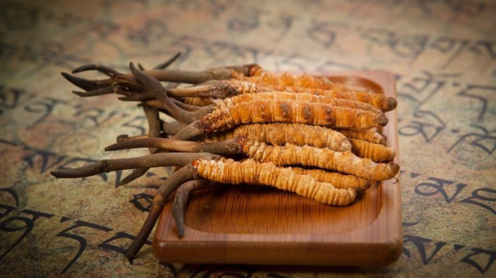 冬蟲(chóng)夏草鮮草會(huì)上火嗎？科學(xué)解讀其食用特性